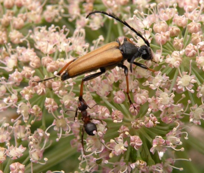 Cerambycidae (Stictoleptura rubra?) morso da formica